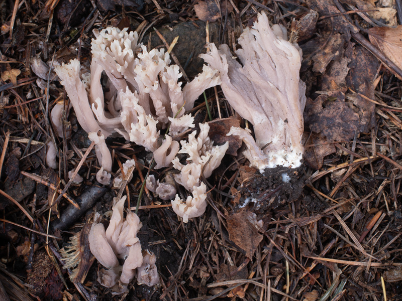 Clavulina incarnata Clavulina incarnata